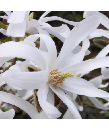 Zvaigžņu magnolija 'Royal Star' pods, 2L
