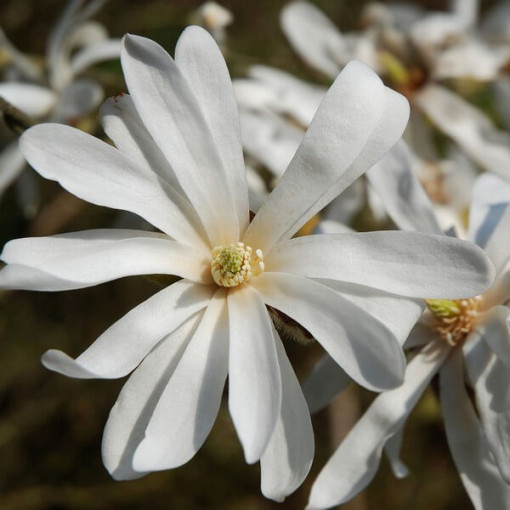 Zvaigžņu magnolija 'Royal Star' P9/C1