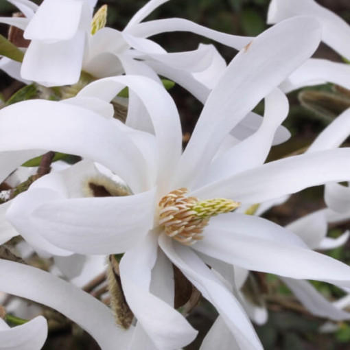 Zvaigžņu magnolija 'Royal Star' P9/C1