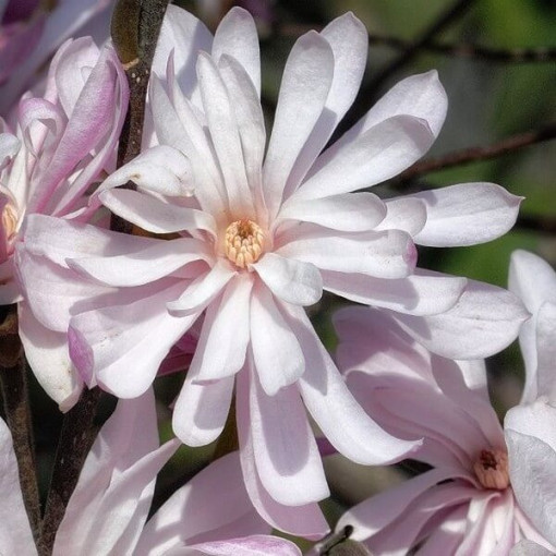 Zvaigžņu magnolija (Stellata) 'Waterlily' P9/C1