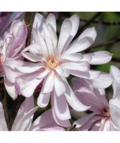 Zvaigžņu magnolija (Stellata) 'Waterlily' P9/C1