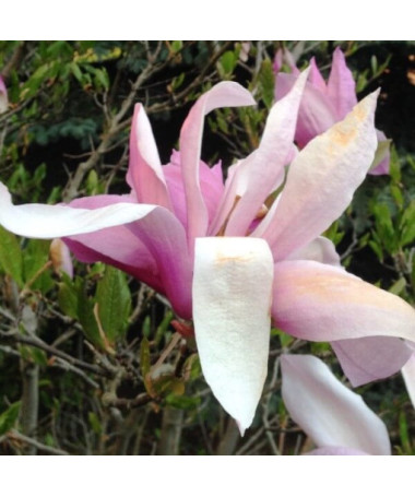 Magnolija 'George Henry Kern' pods, 2L
