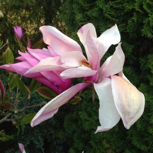 Magnolija 'George Henry Kern' pods, 2L