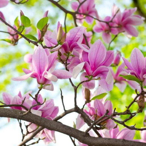 Magnolija 'George Henry Kern' pods, 2L