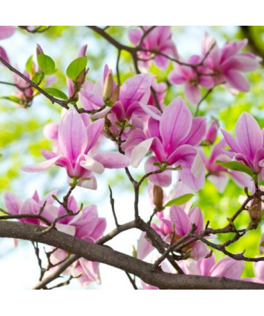 Magnolija 'George Henry Kern' P9/C1