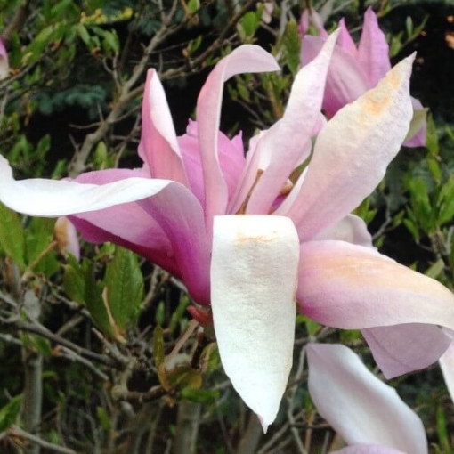 Magnolija 'George Henry Kern' P9/C1