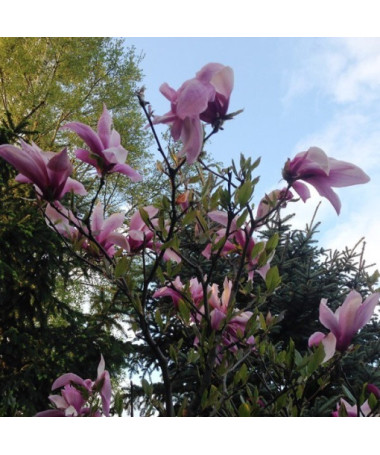 Magnolija 'Galaxy' P9/C1