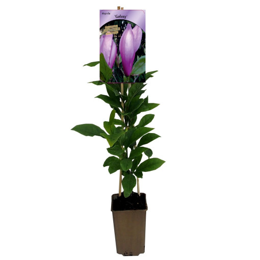 Magnolija 'Galaxy' P9/C1