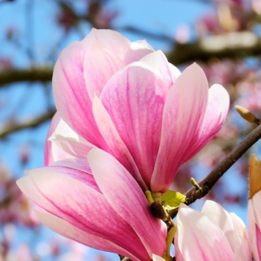 Magnolija 'Betty' P9/C1