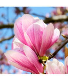 Magnolija 'Betty' P9/C1