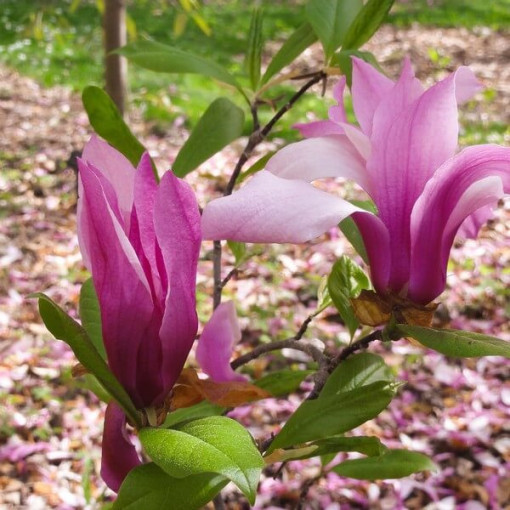Magnolija 'Betty' P9/C1