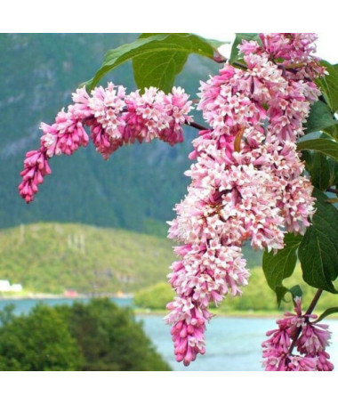 Ceriņš Syringa Reflexa P9/C1