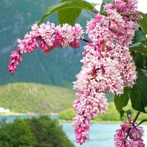 Ceriņš Syringa Reflexa P9/C1