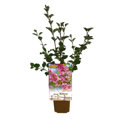 Ceriņš Syringa Reflexa P9/C1