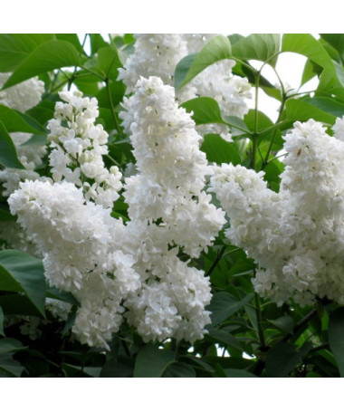 Ceriņš parastais 'Mme Florent Stepman' P9/C1