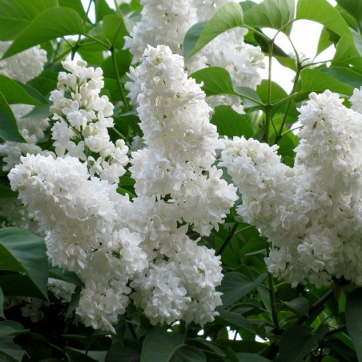 Ceriņš parastais 'Mme Florent Stepman' P9/C1