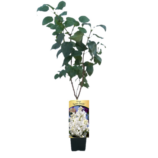 Kanādas ceriņš (Syringa) 'Agnes Smith' P9/C1