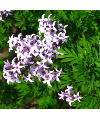 Ķirsis (forsītija) Syringa laciniata P9/C1