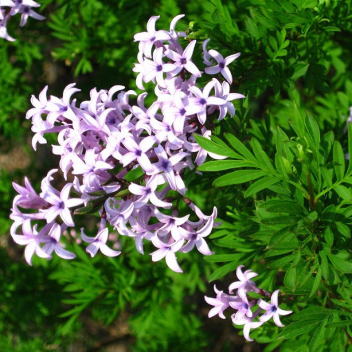 Ķirsis (forsītija) Syringa laciniata P9/C1