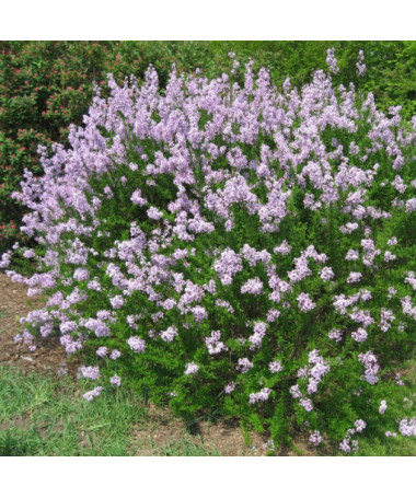 Ķirsis (forsītija) Syringa laciniata P9/C1