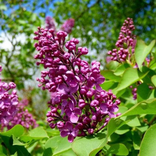Lilija (Syringa) Prestony 'Elinor' Podā, 2L