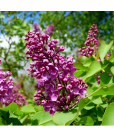 Lilija (Syringa) Prestony 'Elinor' Podā, 2L