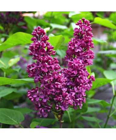 Lilija (Syringa) Prestony 'Elinor' P9/C1