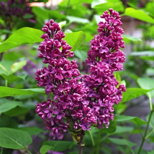 Lilija (Syringa) Prestony 'Elinor' P9/C1