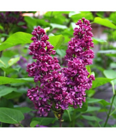 Lilija (Syringa) Prestony 'Elinor' P9/C1