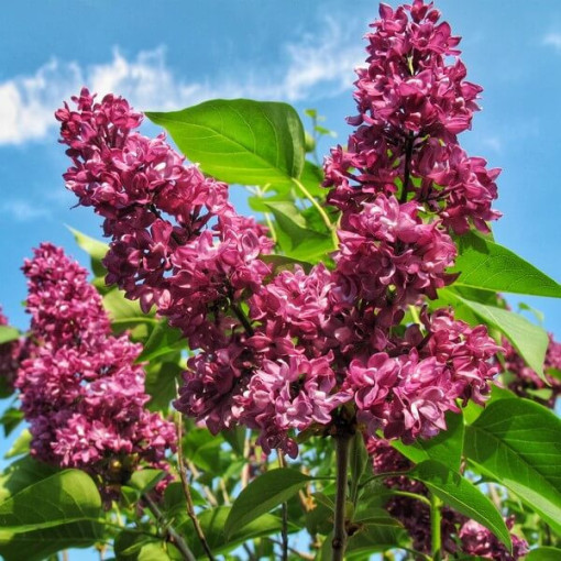 Lilija (Syringa) Prestony 'Elinor' P9/C1