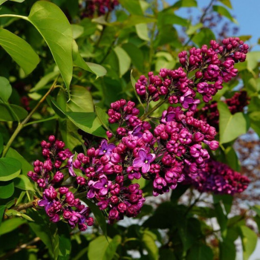 Lilija (Syringa) Prestony 'Elinor' P9/C1