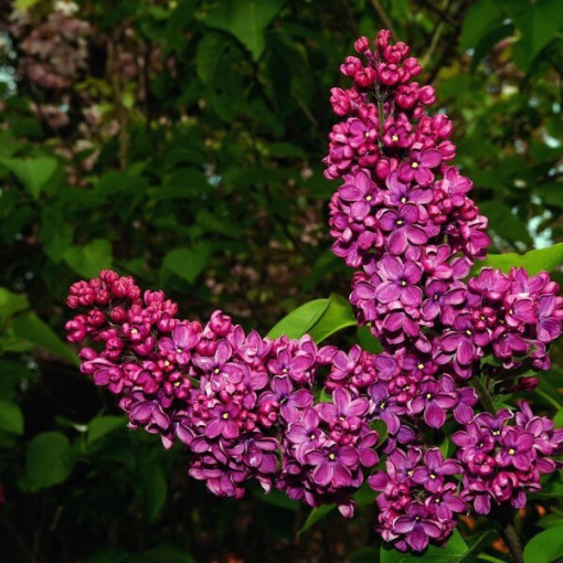 Lilija (Syringa) Prestony 'Elinor' P9/C1
