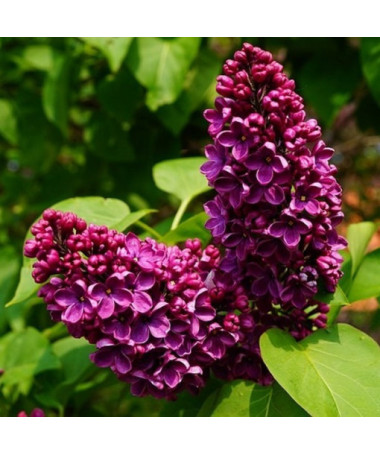 Lilija (Syringa) Parastā 'Prince Wolkonsky' podā, 2L
