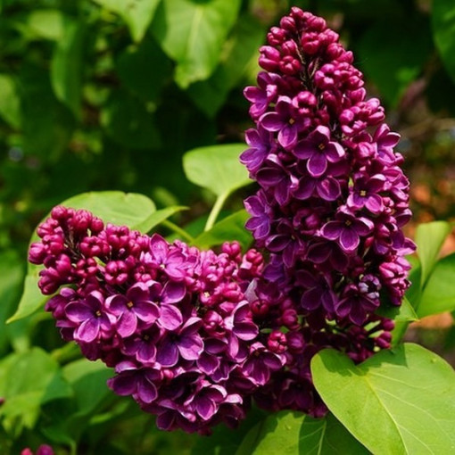 Lilija (Syringa) Parastā 'Prince Wolkonsky' podā, 2L