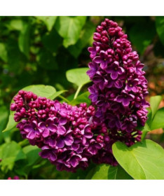 Lilija (Syringa) Parastā 'Prince Wolkonsky' podā, 2L