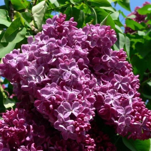 Lilija (Syringa) Parastā 'Prince Wolkonsky' podā, 2L