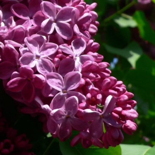 Lilija (Syringa) Parastā 'Prince Wolkonsky' podā, 2L