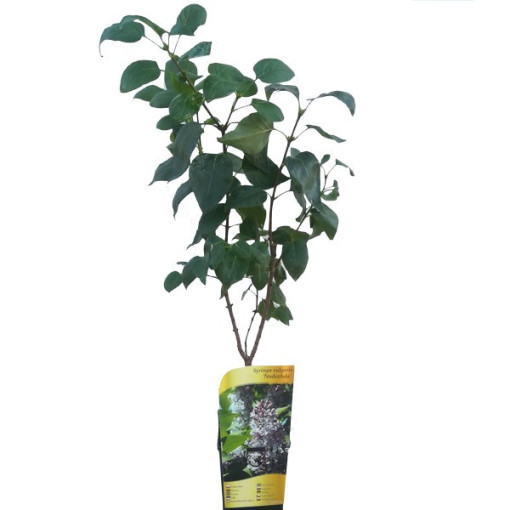 Parastais ceriņš 'Nadezhda' podā, 2l