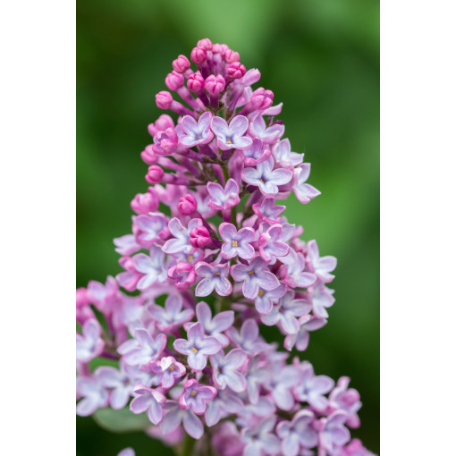 Plūmes (bez) Ottawa 'Helen' P9/C1