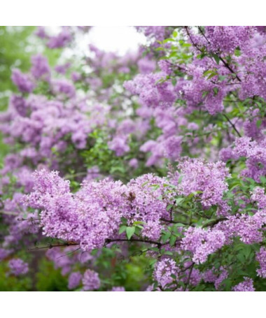 Lilas (bez) Miss Kim P9, 2L