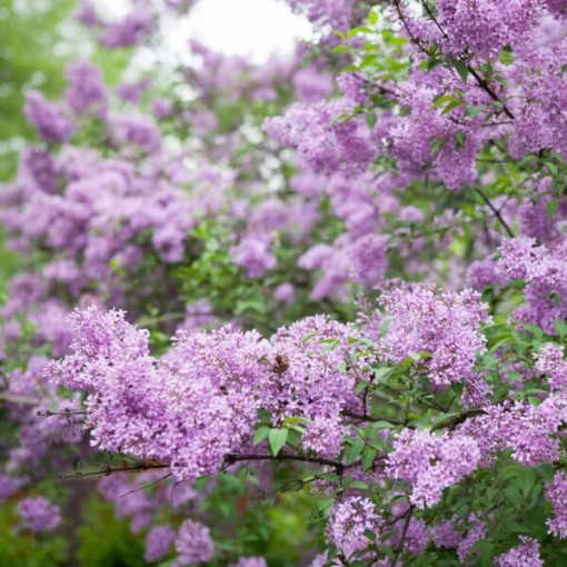 Lilas (bez) Miss Kim P9, 2L