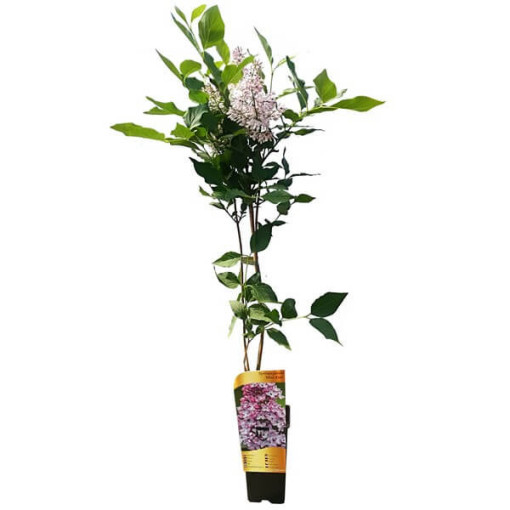 Lilas (bez) Miss Kim P9, 2L