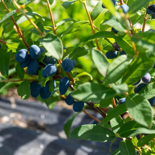 Kamčatkas mellenes 'Lori' P9/C1