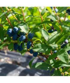 Kamčatkas mellenes 'Lori' P9/C1