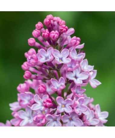 Lilas (bez) 'Miss Kim' P9/C1