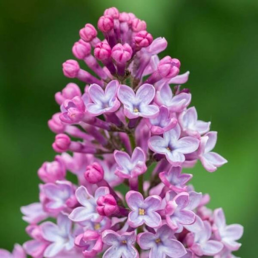 Lilas (bez) 'Miss Kim' P9/C1