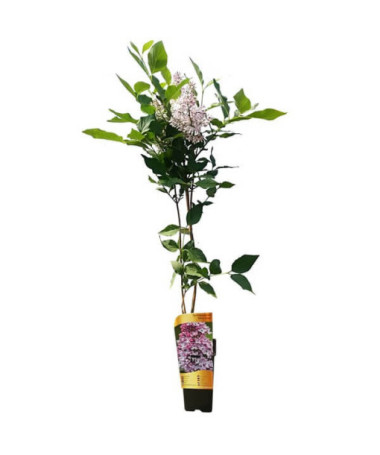 Lilas (bez) 'Miss Kim' P9/C1