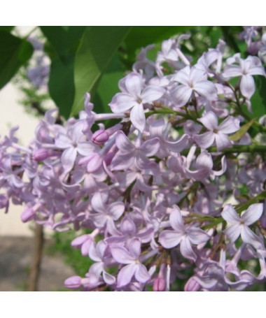 Sirēnas (Syringa) 'Nocturne' pods, 2L