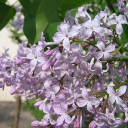 Sirēnas (Syringa) 'Nocturne' pods, 2L