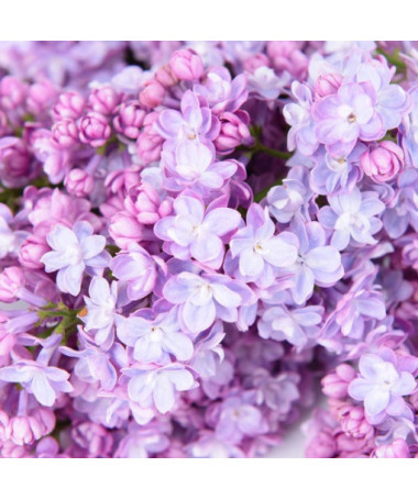 Sirēnas (Syringa) 'Nocturne' pods, 2L